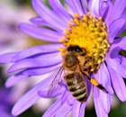 Blütenpracht und Insektenwunder - Bienen in, Honig aus - Bayern Blütenpracht und Insektenwunder - Bienen in, Honig aus - Bayern